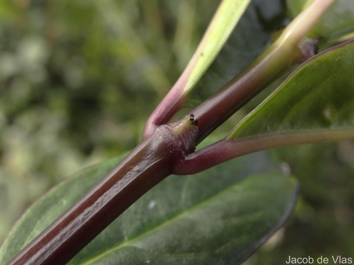 Hedyotis trimenii var. trimenii Deb & Ratna Dutta